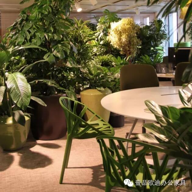 为什么办公室里一定要养植物？-草莓视频网站下载欧迪办公家具